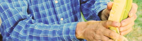 Itinerant worker shucking corn