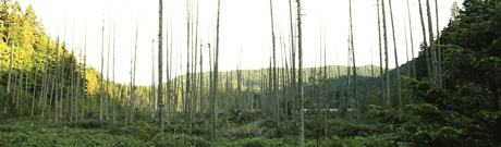 Petrified forest in a bog
