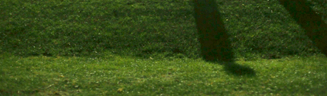 Verdant lawn of Chuck Bailey grounds